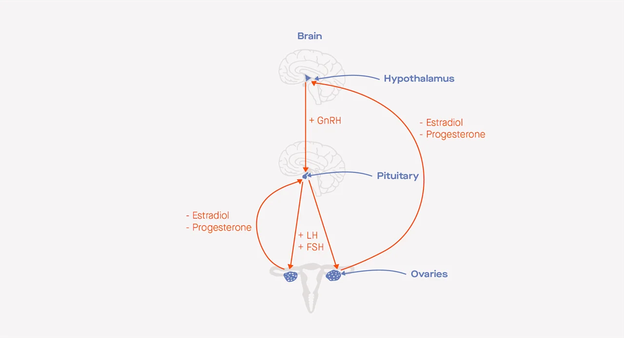 OC The Modern guide to fertility drugs for ovulation induction image 05ec9f03-6db8-4f58-9a60-e98fdb36fc7e