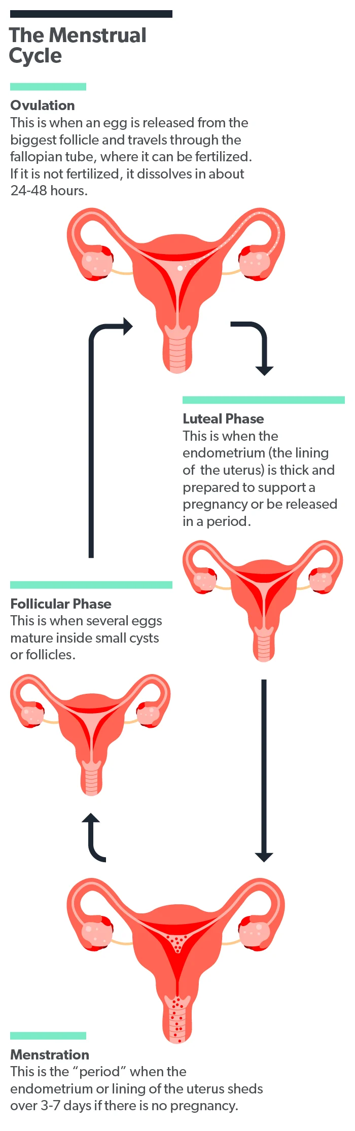 OC Luteal phase defect (LPD): what is it, symptoms, diagnosis, treatment image 0e05273d-bb3d-4cf6-8cd5-5e4f9445e6c9