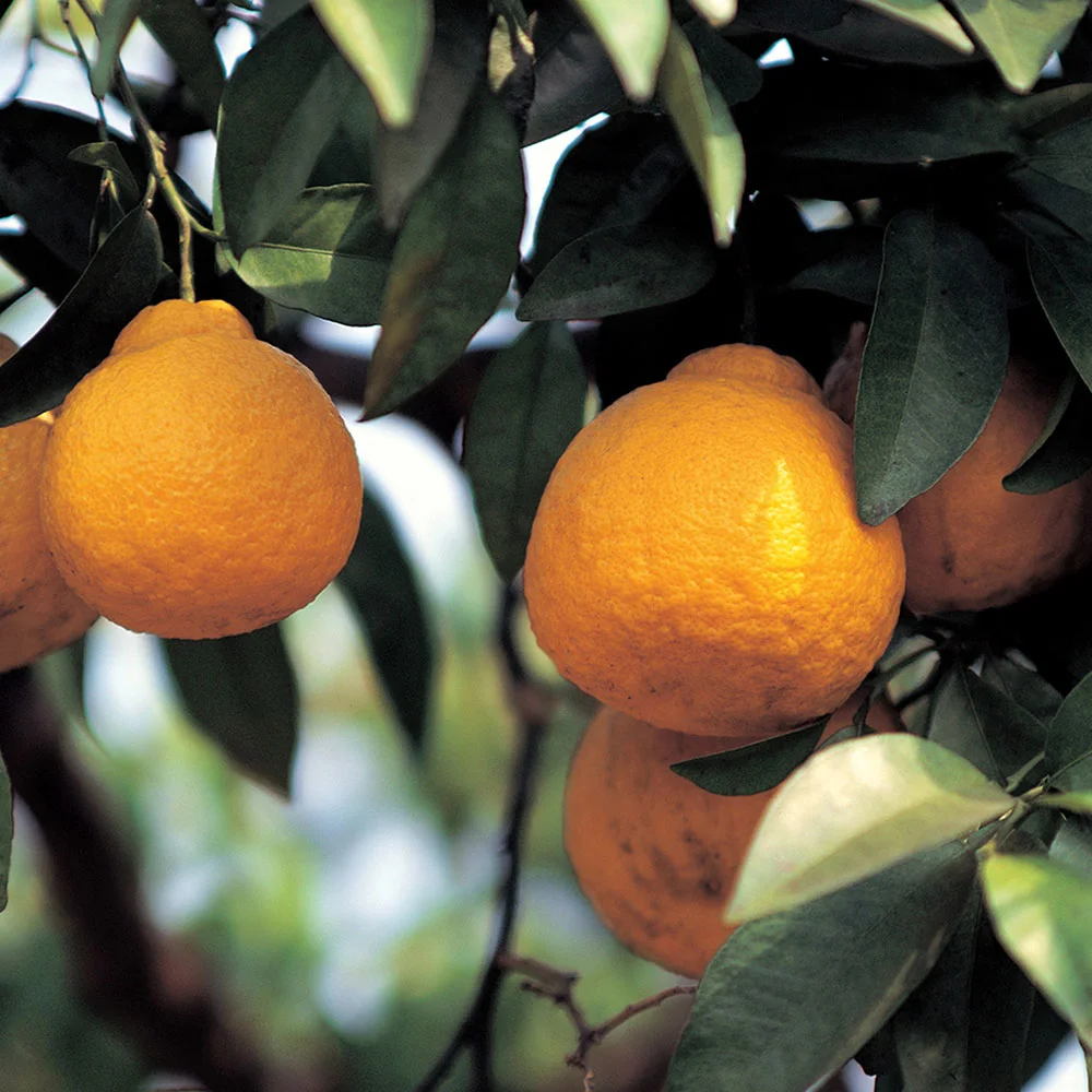 Epididymal cyst: what is it, symptoms, causes, treatment - Desktop Image