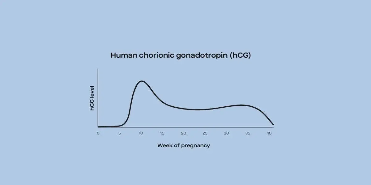 What's happening to your hormones in early pregnancy? - Desktop Image