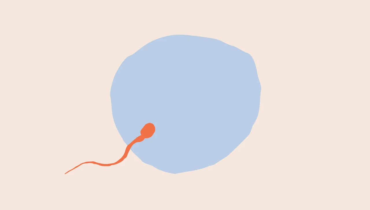 How your chances of conception are affected by your cycle, age, birth control, health conditions (and more) - Desktop Image