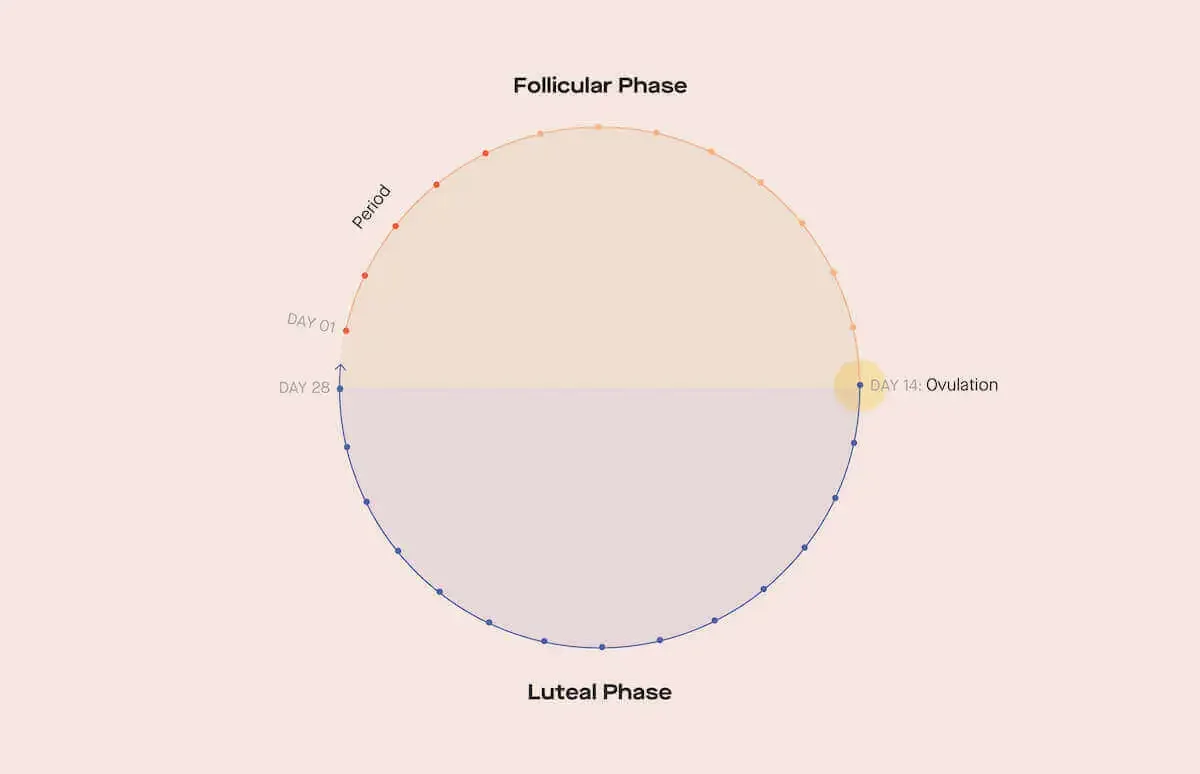 OC What Ovia's study of 98,000 women (and over 225,000 periods) can tell us about fertility image 3258f5bf-aecb-4f54-ab6f-7ac7e16a0474