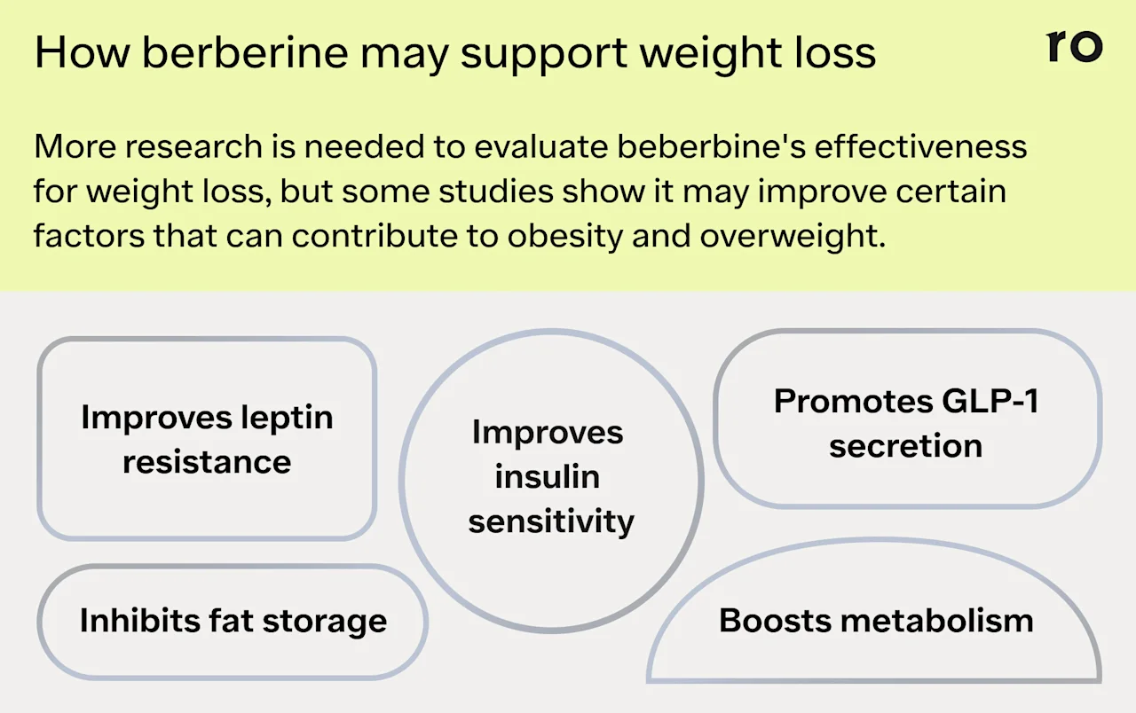 A graphic depicting the ways that berberine may support weight loss. The headline reads: How berberine may support weight loss. More research is needed to evaluate beberbine's effectiveness for weight loss, but some studies show it may improve certain factors that can contribute to obesity and overweight. Beneath the text are 5 different shapes with text describing the mechanism by which berberine might cause weight loss. The text says: Improves insulin sensitivity, Promotes GLP-1 secretion, Improves leptin resistance, Boosts metabolism, Inhibits fat storage.