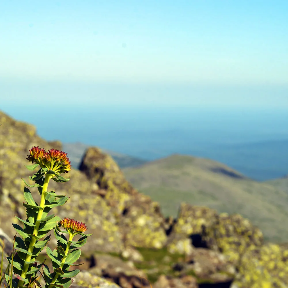 Rhodiola rosea: what is it, benefits, uses, side effects - Desktop Image