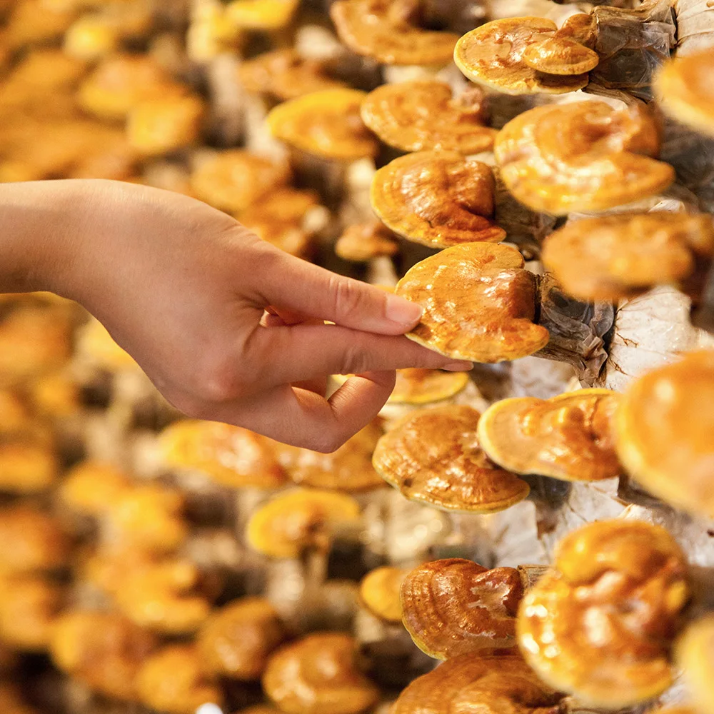 Reishi mushroom: benefits, dosage, side effects - Desktop Image