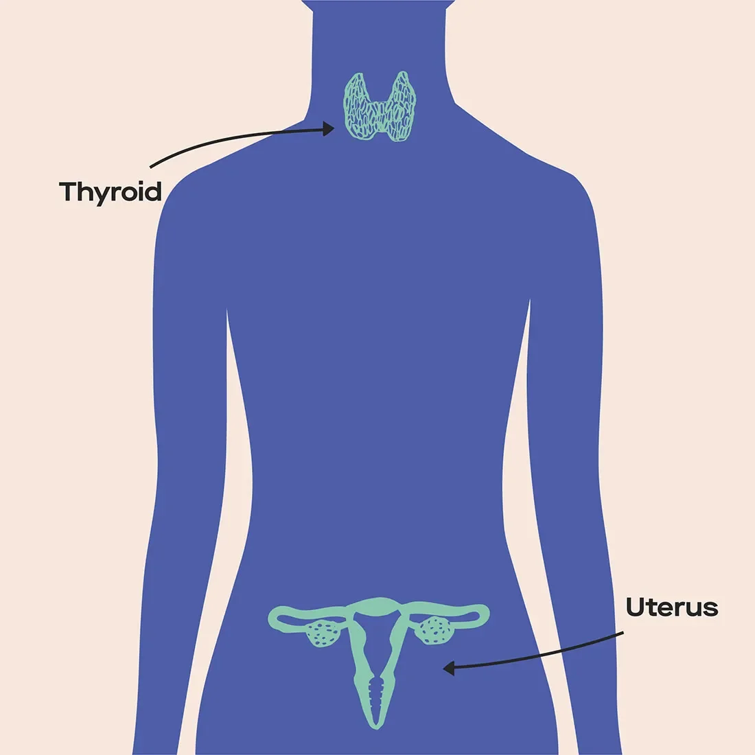 OC Testing your thyroid levels: what you need to know image 580fbdf2-6217-4c32-bacc-9894328f2a05