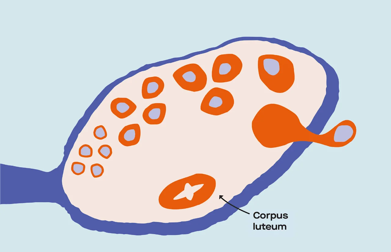 OC Menstrual cycle phases: Stage by stage and how they change image 5c70037b-9c46-4008-9310-49516334704f