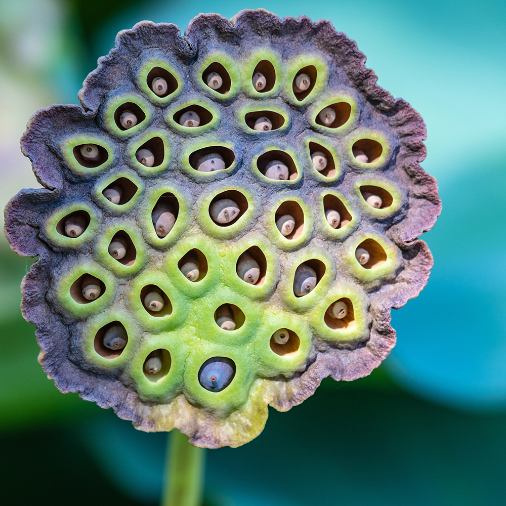Trypophobia What Triggers a Fear of Holes? Ro