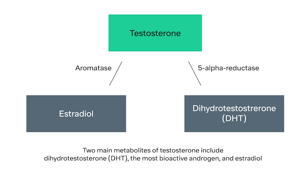 Testosterone Treatment Diagrams-01 (updated font)