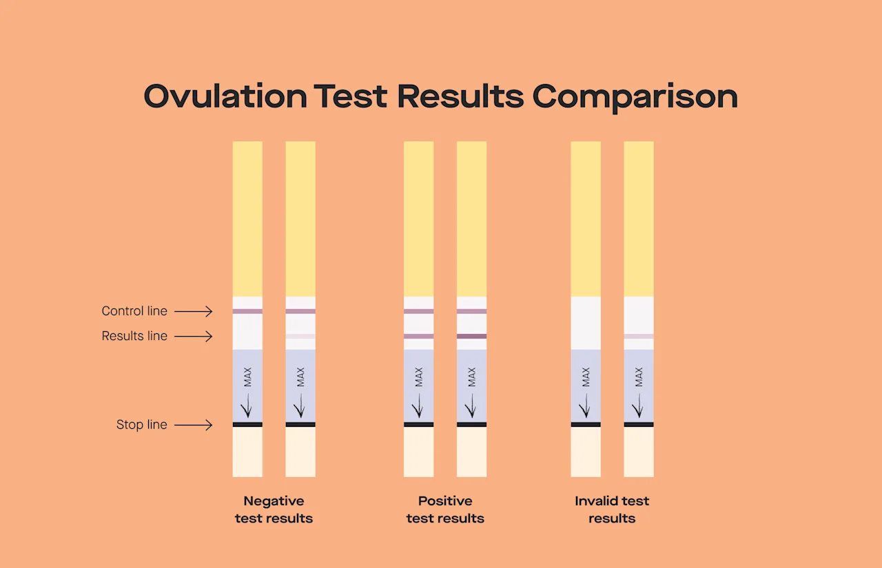 OC The Modern guide to ovulation predictor kits and ovulation tests image 72f8e5dd-93a5-4994-909b-0aaf776a4511