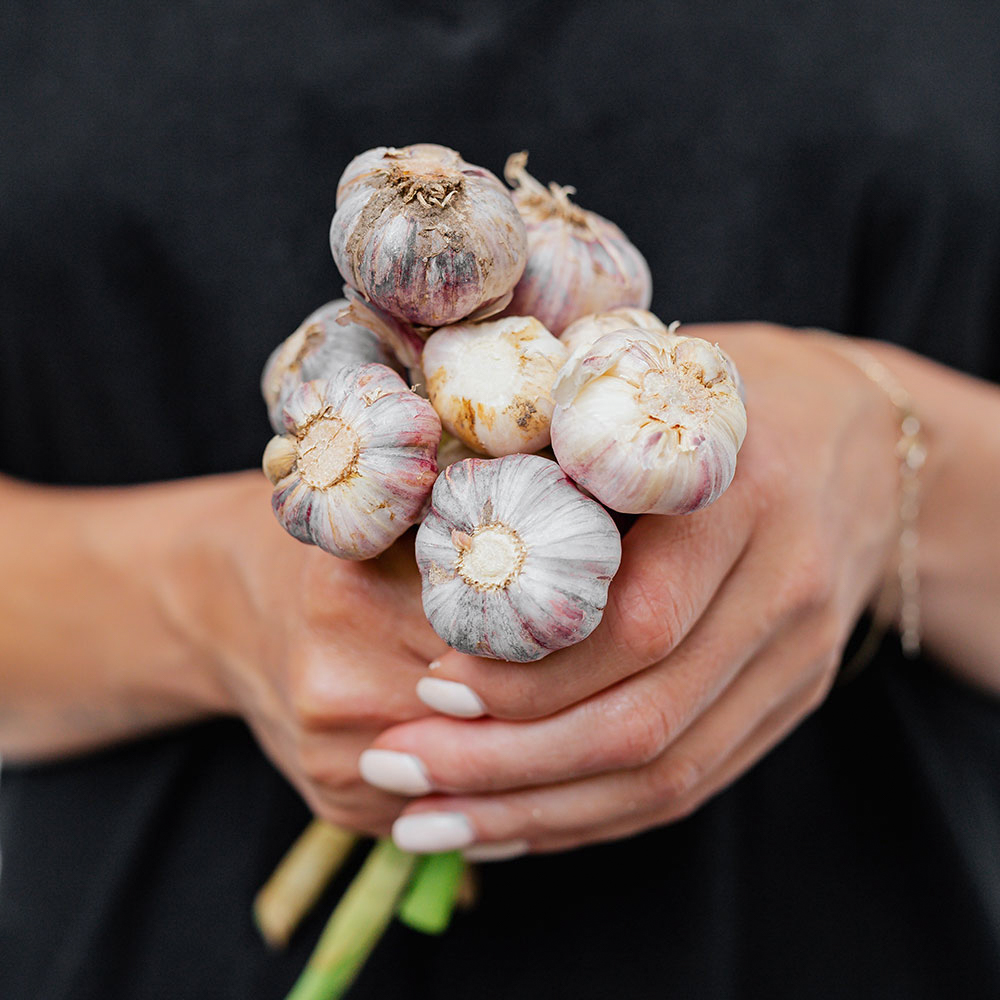 Understanding Garlic s Role in Heart Health Ro