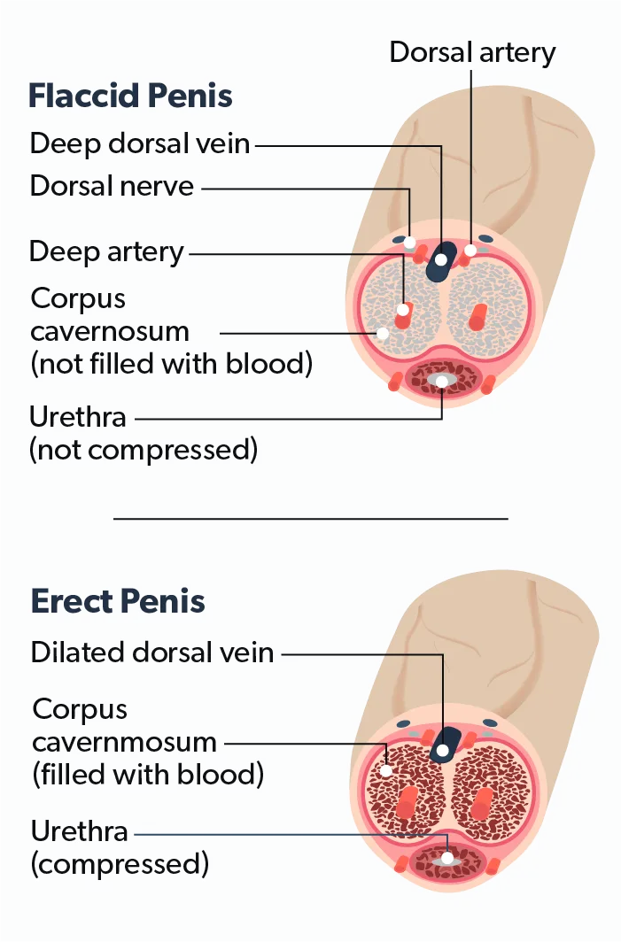 OC Impotence and erectile dysfunction (ED): what you need to know image 8c21654f-1234-44fd-8975-c81cec3ac221