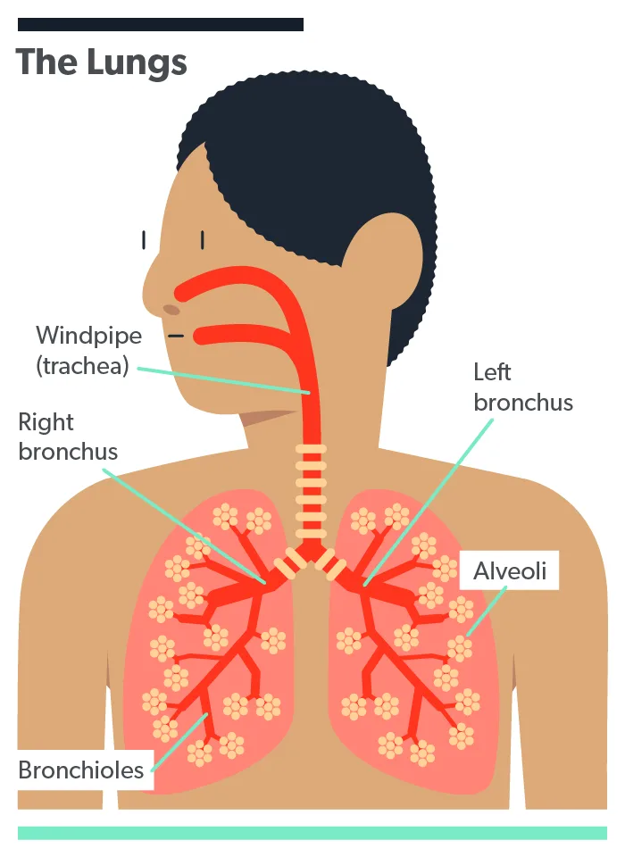 OC 8 ways to keep your lungs healthy image 997948d7-1e90-40c7-a94a-08c38e9bb0a1