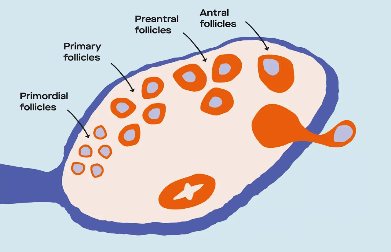 OC Menstrual cycle phases: Stage by stage and how they change image b49bd94c-cbc3-463a-8a12-e403387b7c3f