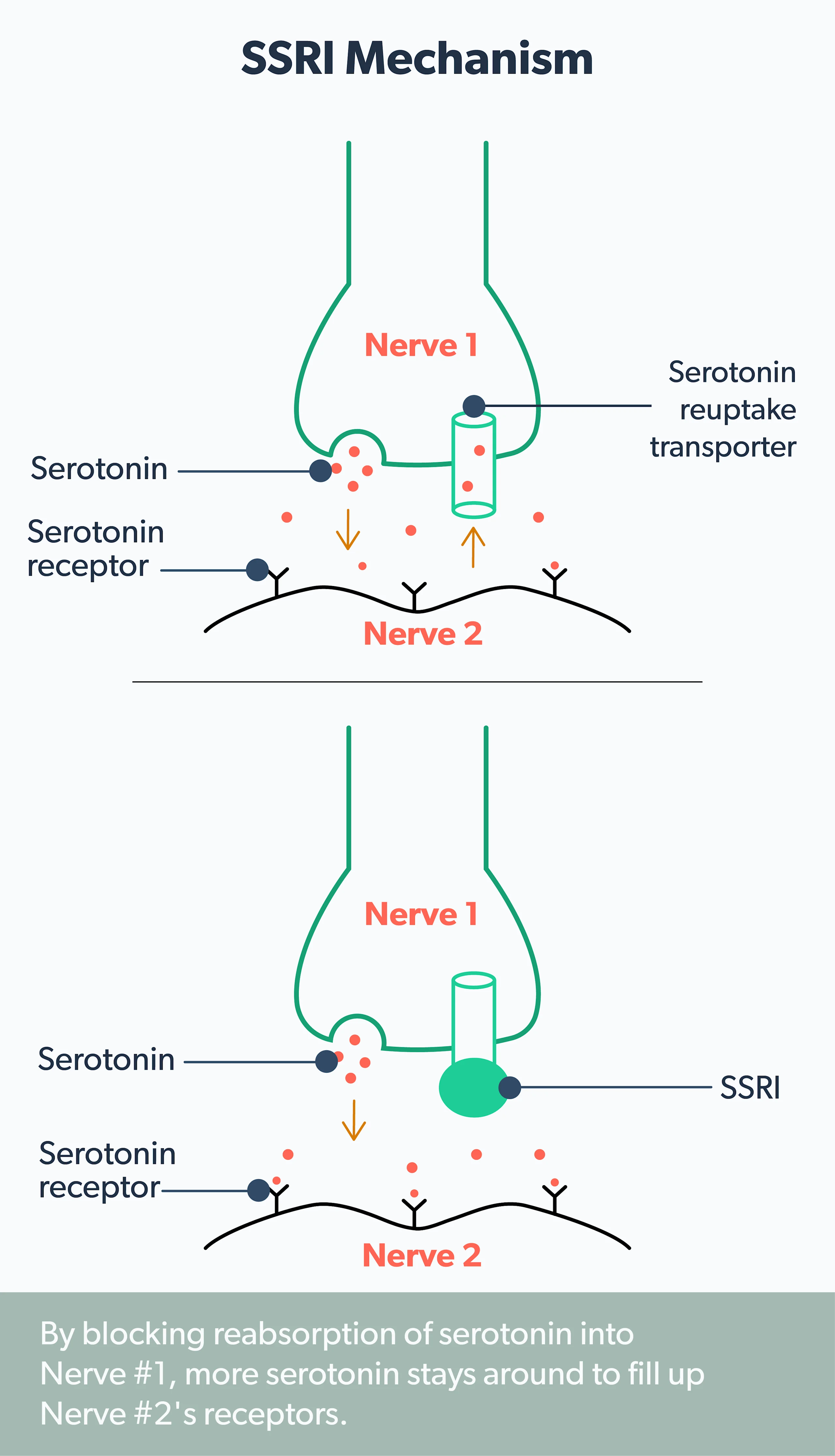 can you take glp 1 with ssri SSRIs: Everything You Need to Know